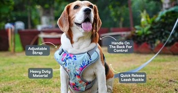 How to Choose the Right Harness for Your Dog (and Avoid These 3 Common Mistakes)