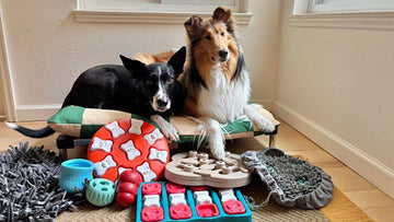 5 Must-Have Toys to Keep Your Dog Entertained (and Why They Really Work)